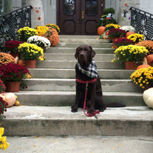 Load image into Gallery viewer, Plaid Dog Bandana