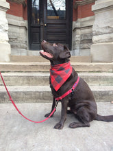 Load image into Gallery viewer, Sugar Skull Dog Bandana
