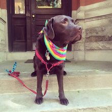 Load image into Gallery viewer, Rainbow Pride Dog Bandanna