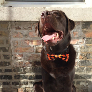 Orange Argyle Dog Bow Tie